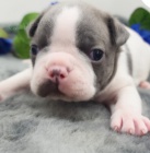 kr�sn� �t���tka bostonsk�ho teri�ra na prodej