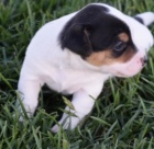 kr�sn� �t���tka jack russel teri�ra k adopci