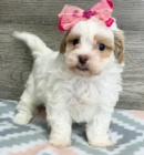 kr�sn� �t���tka perla shihpoo nep��telsk� adopce