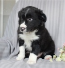 �t��ata border kolie na prodej