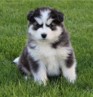 Sibi�sk� husky k p�ijet�