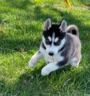 Sibi�sk� husky k p�ijet�