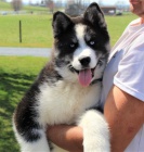 Hrav� sibi�sk� husky pro p�ijet�