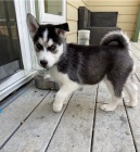 Hrav� sibi�sk� husky pro p�ijet�