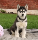 Sibi�sk� husky p�ipraven