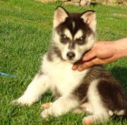 Sibi�sk� husky p�ipraven