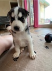 Sibi�sk� husky k dispozici