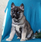 Roztomil� sibi�sk� husky k p�ijet�