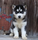 Dom�c� vy�kolen� �t��ata sibi�sk�ho husky k adopci