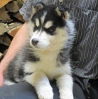 Sibi�sk� husky �t��ata k adopci