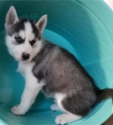 Sibi�sk� husky �t��ata k adopci