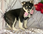 Sibi�sk� husky �t��ata k adopci