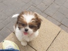 vynikaj�c� �t��ata shih tzu