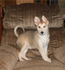 Sibi�sk� husky �t��ata k dispozici