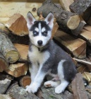 Sibi�sk� husky �t��ata p�ipravena