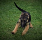 �t��ata n�meck�ho ov��ka k adopci