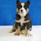 �t��ata n�meck�ho ov��ka k adopci