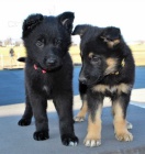 Samci a samice �t��ata n�meck�ho ov��ka k adopci