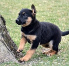 �t��ata n�meck�ho ov��ka p�ipravena ..