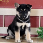 �t��ata n�meck�ho ov��ka p�ipravena ..