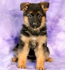 �t��ata n�meck�ho ov��ka p�ipravena ..