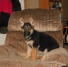 �t��ata n�meck�ho ov��ka k dispozici ....