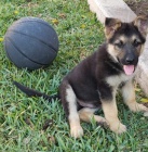 �t��ata n�meck�ho ov��ka p�ipravena ....