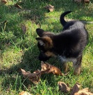 �t��ata n�meck�ho ov��ka p�ipravena ....