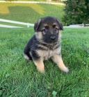 �t��ata dobr�ho n�meck�ho ov��ka p�ipravena ....