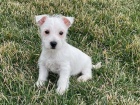 �t��ata West Highland White Terrier k adopci