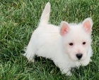 �t��ata West Highland White Terrier k adopci