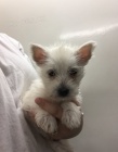 �t��ata West Highland White Terrier k adopci