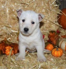 �t��ata West Highland White Terrier p�ipravena