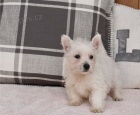 �t��ata West Highland White Terrier p�ipravena
