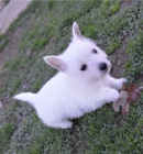 Hrav� �t��ata West Highland White Terrier p�ipravena
