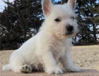   Hrav� �t��ata West Highland White Terrier p�ipravena.