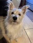   Hrav� �t��ata West Highland White Terrier p�ipravena.