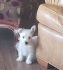   Hrav� �t��ata West Highland White Terrier p�ipravena.