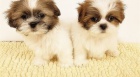 Kr�sn� �t���tka Shih Tzu Imperial