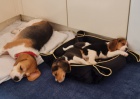 Kr�sn� �t��ata Beagle