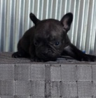 kr�sn� francouzsk� �t���tka na prodej