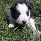 kr�sn� �t���tka border kolie k adopci