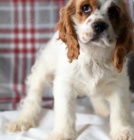 kr�sn� �t��ata kokr�pan�l� k adopci