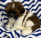kr�sn� �t��ata shih tzu k adopci