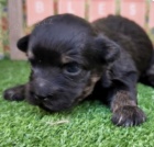 kr�sn� �t���tka Ivana Havanese na prodej