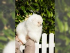 Cistokrevn� Pomeranian �t��ata s pp