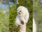 Cistokrevn� Pomeranian �t��ata s pp