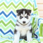 nej��asn�j�� a nejmocn�j�� �t��ata sibi�sk�ho husky, kter� maj� b�t znovu um�st�na.