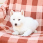 nej��asn�j�� a nejmocn�j�� �t��ata sibi�sk�ho husky, kter� maj� b�t znovu um�st�na.