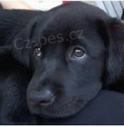 labradorpoppies k adopci.